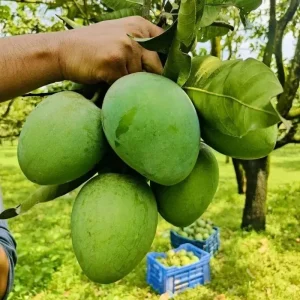 Harivangha | হাড়িভাংগা আম