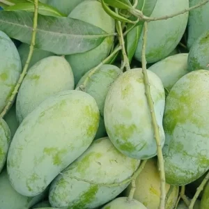 Amrupali | আম্রপালী আম