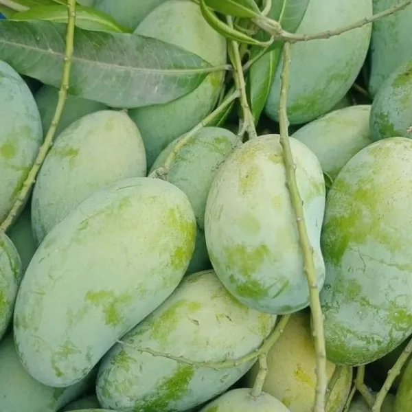 Amrupali | আম্রপালী আম