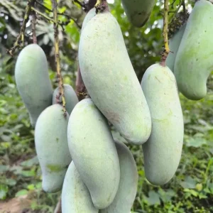 Banana Mango | ব্যানানা ম্যাংগো