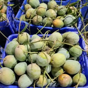 Bari-4 | বারি-৪ আম