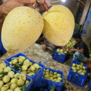 Gormoti | গৈাড়মতি আম