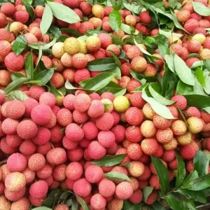 Lechee | লিচু