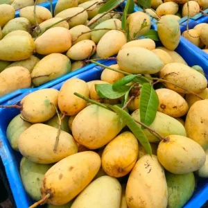 Katimon | কাটিমন আম