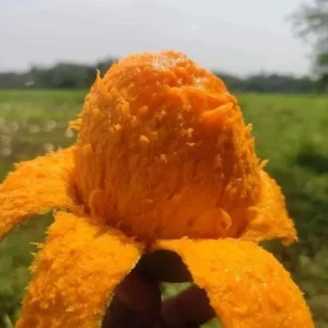 Khirsapat | ক্ষীরশাপাত আম