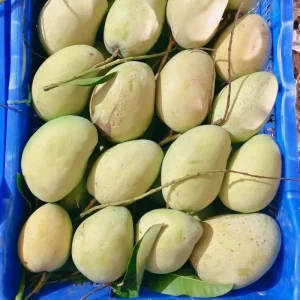 Bari-11 | বারি-১১ আম