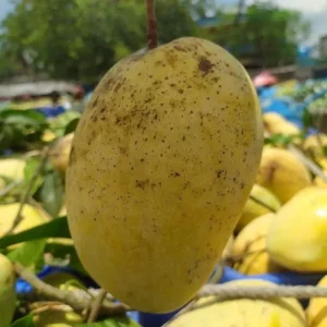 Fozli | ফজলি আম
