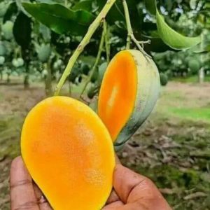 Amrupali-আম্রপালি