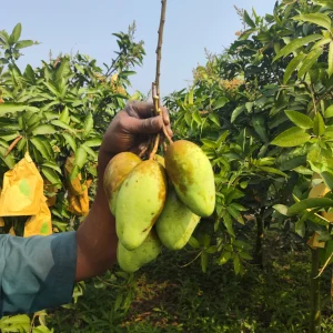 কাঁচা টক আম (বারোমাসি)