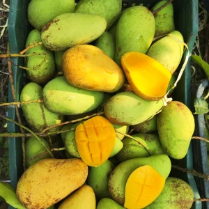 সুইট কাটিমন আম