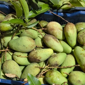 কাচাঁমিস্টি আম (সিজনের আম)